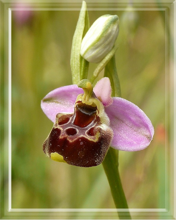 Ophrys holosericea subsp. gracilis